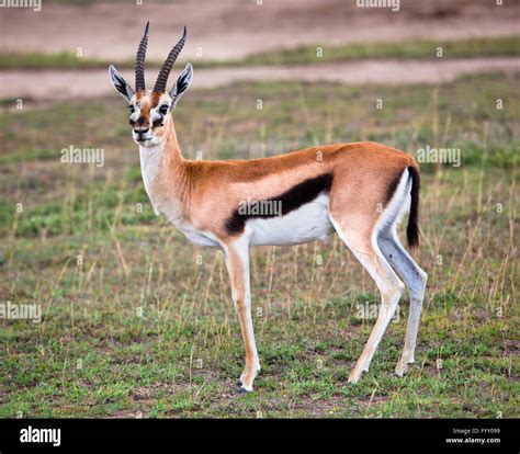 Gazelle in Weiß 